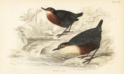 Cincle plongeur, Cinclus cinclus - Unbekannter Künstler