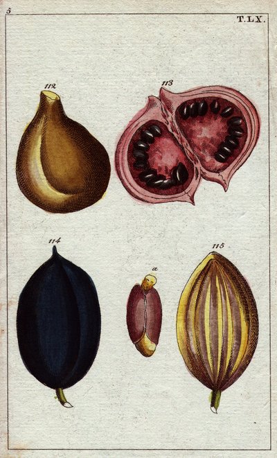 Amande sauvage, calaba et noix. Amandes sauvages, calaba, kamani, noix de ben - Unbekannter Künstler
