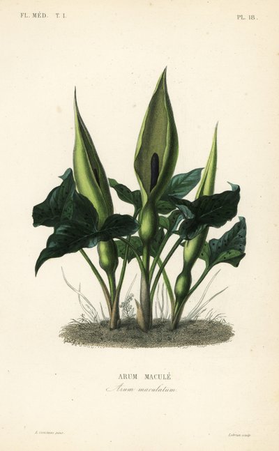 Arum maculé, Arum maculatum - Unbekannt