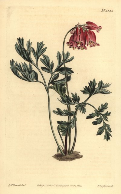 Cœur saignant sauvage, Dicentra formosa - Unbekannt