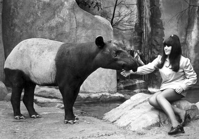 Femme nourrissant un tapir, Zoo de Belle Vue, Manchester, avril 1970 - Unbekannt