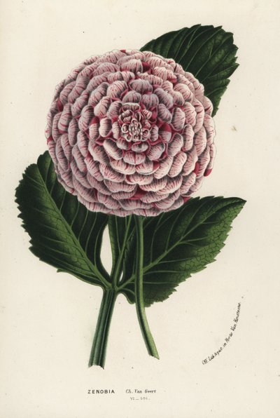 Dahlia hybride Zenobia, Dahlia coccinea. De Flore des Serres et des Jardins de l