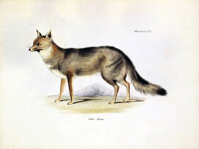 Représentation du Canis Azarae, renard d