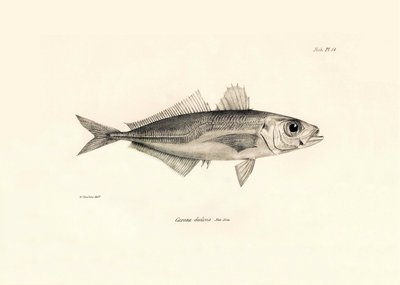 Zoologie: représentation du poisson Caranx declivis décrit par Charles Darwin lors de son voyage à bord du Beagle. Planche de The zoology of the voyage of H.M.S. Beagle sous le commandement du capitaine Fitzroy pendant les années 1832-1836 - Unbekannter Künstler
