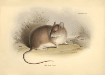 Zoologie : le « Mus griseoflavus » ou souris des feuilles décrit par Charles Darwin lors de son voyage d