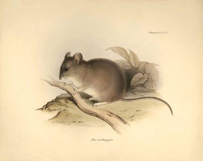 Zoologie : Le « Mus xanthopygus » ou souris xanthopygus décrit par Charles Darwin lors de son voyage d