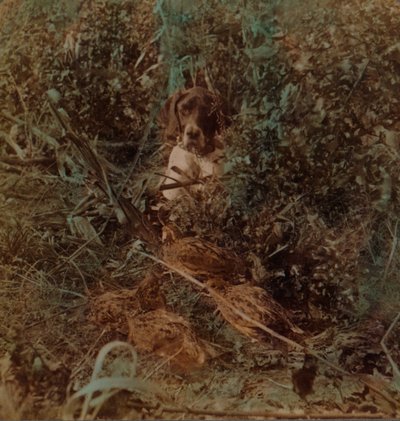Chasse dans la prairie de l