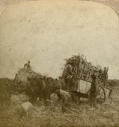 Chargement de canne, plantation de sucre, Louisiane, USA - Underwood and Underwood
