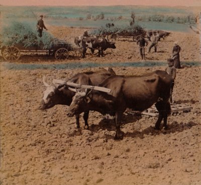 Paysans économes avec leur bétail travaillant dans une ferme près de Jonkoping, Suède, 1905 - Underwood and Underwood