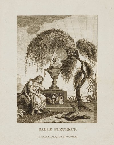 Saule Pleureur - Unidentified