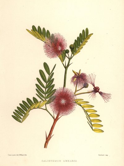 Callistemon linearis (Calistemon linearis) - Unknown