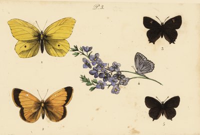 Citron commun, Gonepteryx rhamni 1, soufré, Colias croceus 2, thécla du bouleau, Thecla betulae 3, azuré de Meleager, Polyommatus daphnis 4, et thécla du prunier, Satyrium pruni 5 - Unknown