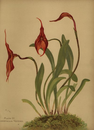 Masdevallia de Veitch ou roi des masdevallias, Masdevallia veitchiana - Unknown