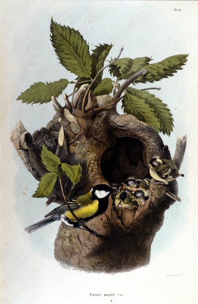 Planche représentant un oiseau commun (ou moineau) près de son nid - Unknown artist