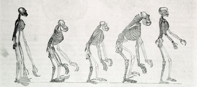 Étude comparée des squelettes de l