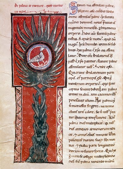 Une colombe faisant son nid dans un palmier (miniature) - Unknown artist