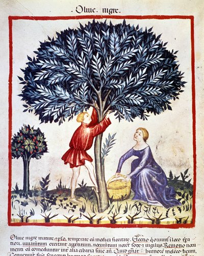 Un homme grimpe sur un olivier pour cueillir des olives noires. Enluminure du livre de médecine et de diététique "Tacuinum sanitatis" - Unknown artist