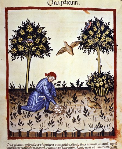 Un homme ramasse des œufs dans un nid de perdrix. Enluminure du traité de médecine et de diététique « Tacuinum sanitatis » - Unknown artist