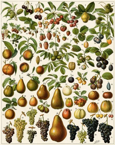 Agriculture : Planche botanique représentant des fruits comestibles (cerise, framboise, fraise, myrtille, pêche, abricot, noix, raisin, poire, noisette, figue, pomme, prune...). Lithographie en couleur. - Unknown artist