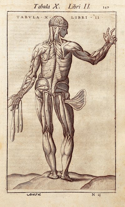 Planche anatomique représentant un homme de dos. Gravure dans "Anatomia Corporis Humani" par Juan Valverde De Amusco (1525-1588) - Unknown artist