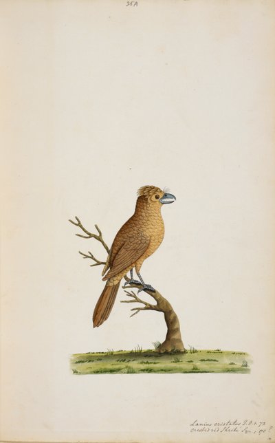 Oiseau, peut-être une espèce de moucherolle - Unknown artist