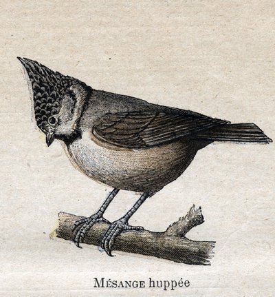 Oiseaux utiles à l