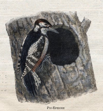 Oiseaux utiles à l