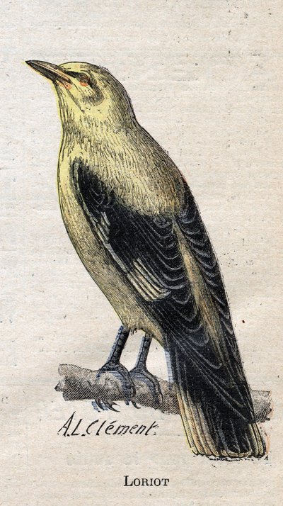 Oiseaux utiles à l