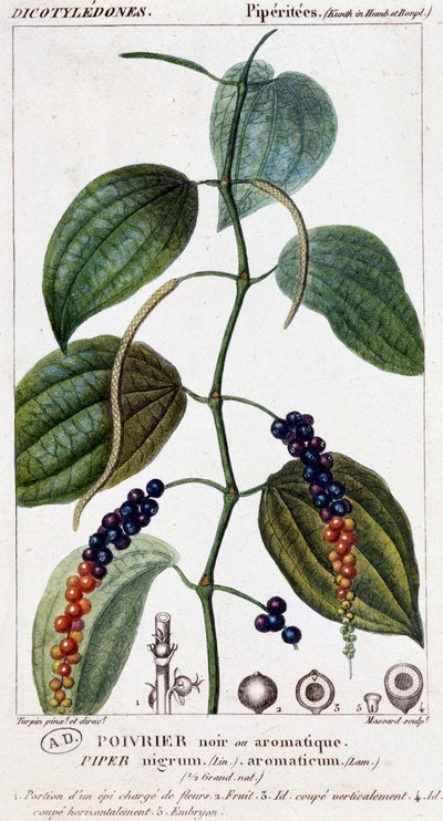 Poivre noir ou aromatique - planche botanique. 19e siècle - Unknown artist