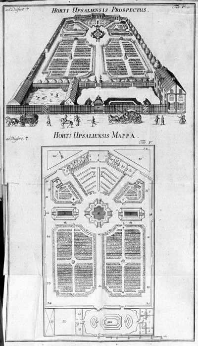 Jardin botanique - HORTI UPSALIENSIS perspective et plan - Unknown artist