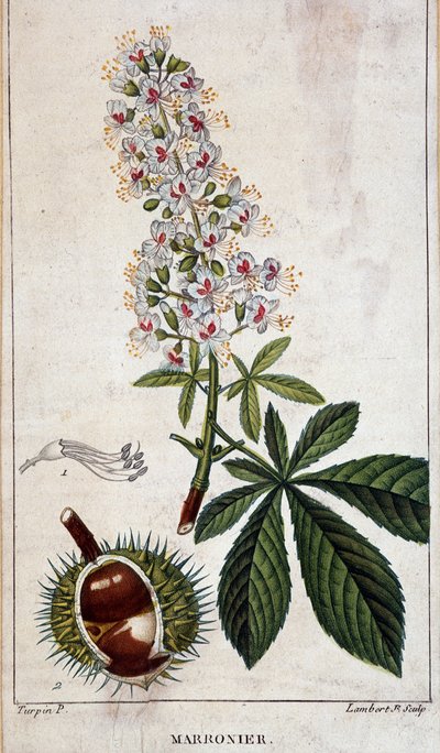 Planche botanique - Fleurs, feuilles et fruits du châtaignier - Unknown artist