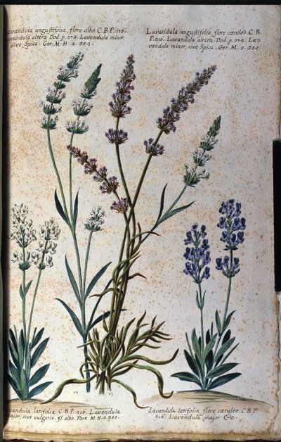 Planche botanique : lavande vraie (Lavandula angustifolia) et lavande aspic (Lavandula latifolia). - Unknown artist
