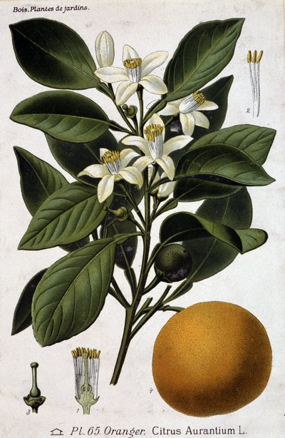 Branche, fleur et fruit de l