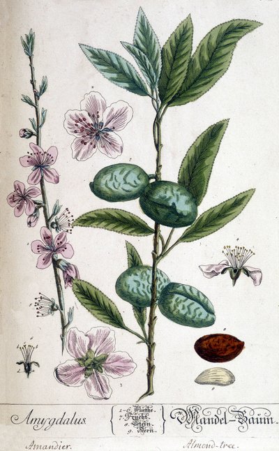 Branche, fleur et fruit de l