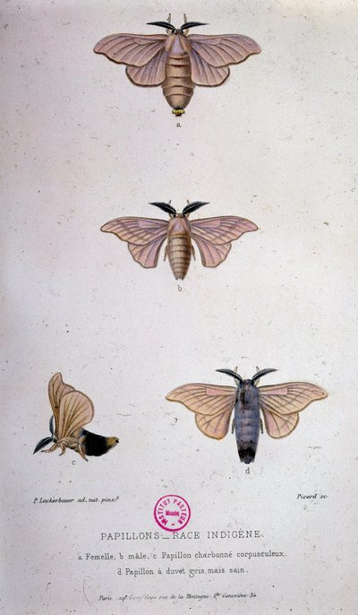 Papillons : Maladie du ver à soie - Étude de Pasteur - Unknown artist