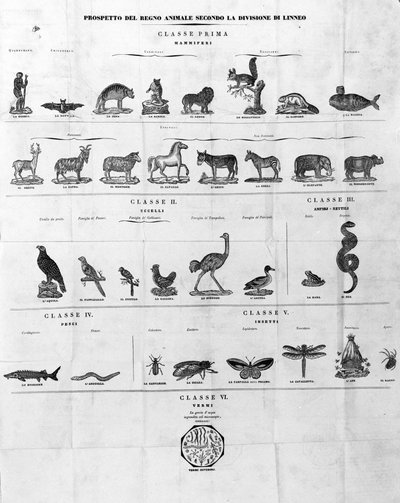 Classification de Carl Von Linné naturaliste et écrivain suédois (1707 - 1778). Sd. gravure du 19ème siècle. - Unknown artist