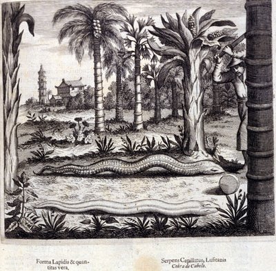 Cobra et serpent venimeux d