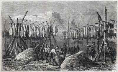 Séchage de la morue à Fiskerness au Groenland - Séchage de la morue à Fiskerness au Groenland Gravure dans « L