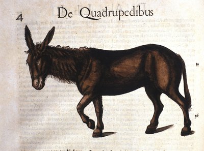 Âne de Historia Animalium par Conrad Gesner, Tiguri 1560 - Unknown artist