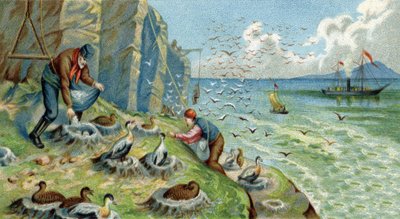 Production de duvet en Nouvelle-Zemble, Russie : des hommes chargés de collecter des œufs et des plumes doivent grimper sur les rochers pour atteindre les nids. Chromolithographie du 19ème siècle - Unknown artist