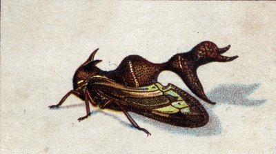 Entomologie : représentation d