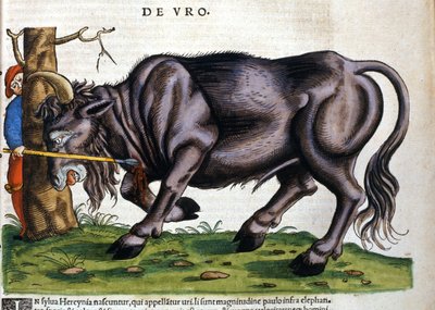 Bison européen (Bos primigenius primigenius) dont la race s