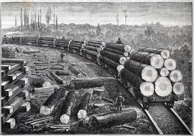 Exploitation des forêts des États-Unis. Chemins de fer temporaires avec voie en bois. Wagons transportant des troncs d