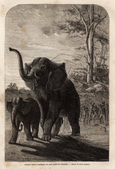 Éléphante protégeant son petit des chasseurs de javelines du Zambèze. Gravure pour illustrer les premiers voyages du Dr Livingstone en Afrique australe de 1840 à 1856, dans « Le tour du monde, nouveau journal des voyages » publié sous la direction d