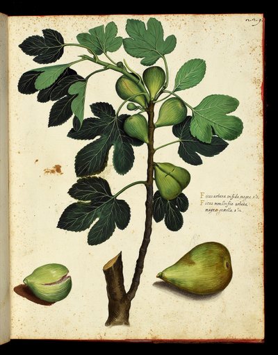 Figue et branche de figuier Planche botanique tirée d
