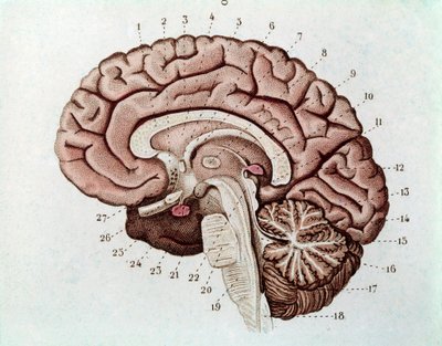 Section du cerveau humain avec hémisphères cérébraux et cervelet - Unknown artist