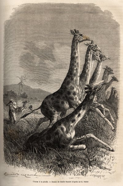 Chasse à la girafe, le narrateur tire sur son gibier et ses guides achèvent une première girafe abattue. Gravure pour illustrer l