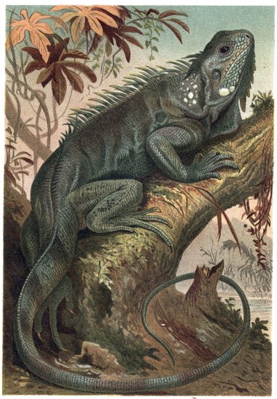 Iguane - Iguane (lézards herbivores) - gravure de 