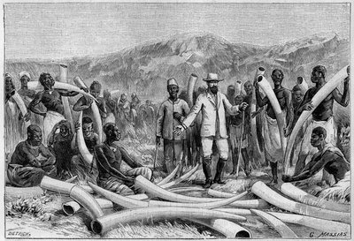 Ivoire en Afrique : défenses d