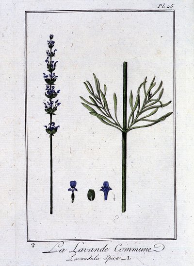 La Lavande Commune (Lavandula Spica) - dans « Exercices de botanique à l